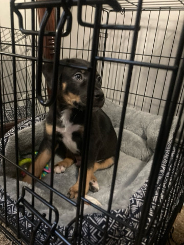 Rottweiler – Rottweiler,Pitbull Mix