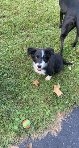 Border collie!
