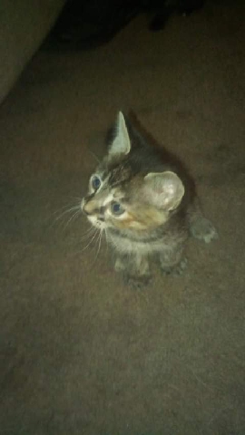 Havana Brown – 3 baby kittens