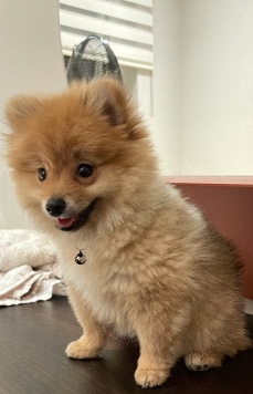 Pomeranian – pomeranian