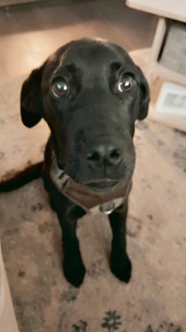 Labrador Retriever – full breed black lab