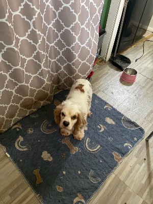 American Cocker Spaniel – Male American cocker spaniel looking for a new home – Lake Erie Beach