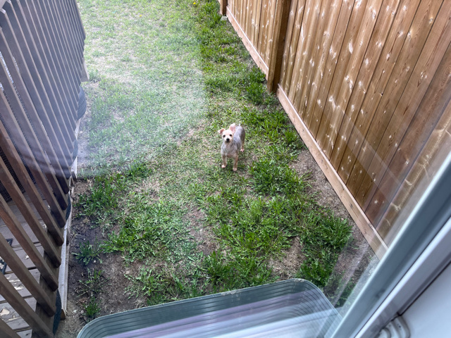 Yorkshire Terrier – Puppy for sale