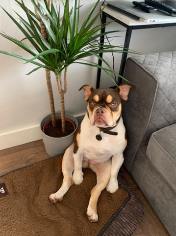 Olde English Bulldogge – olde English bulldog