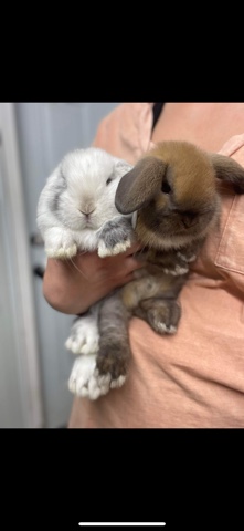 lop bunnies
