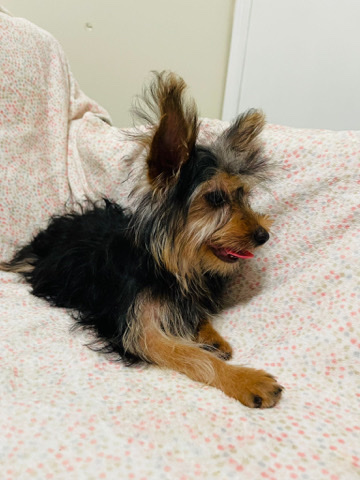 Yorkshire Terrier – Handsome yorkie