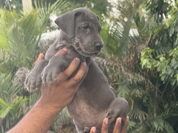Great Dane – Adorable 1-Month-Old Great Dane Puppy – SAS Nagar