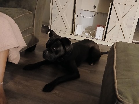 Olde English Bulldogge – Friendly Olde English Bulldogge – 1 Year Old in Wilmington – Wilmington