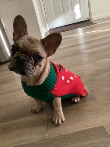 French Bulldog – akc French Bulldogs