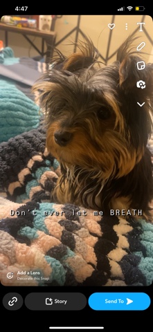 Yorkshire Terrier – 5 month yorkie Max