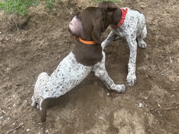  German shortcut pointers