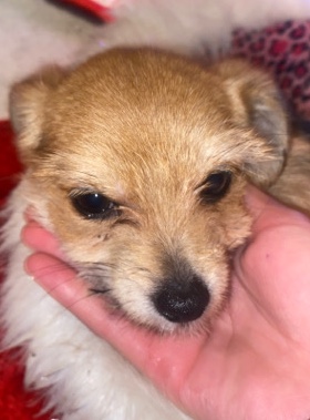 Jack Russell Terrier – puppy ready for new home