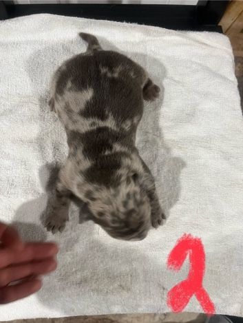 Bull and Terrier – pocket bully Merle’s