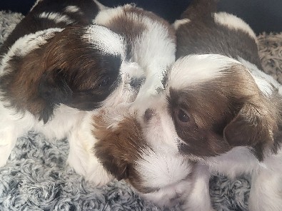Shih Tzu – Shih-tzu puppies – Hudson