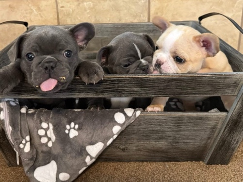 French Bulldog – AKC French Bulldog Puppies – Ready for Their New Homes! – Castle Rock