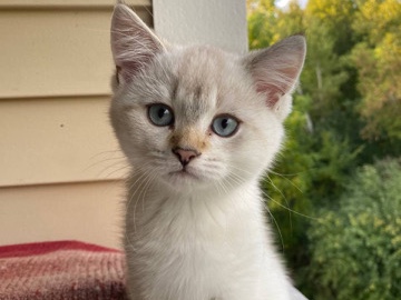 Scottish Fold – Kitten – Eden Prairie