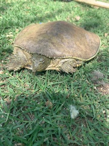 pancake turtle