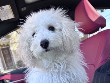 Bichon Frise – Bichon Frise Puppy – McKinney