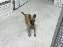 Belgian Shepherd Dog (Malinois) – BELGIAN MELLANOIS – Abu Dhabi