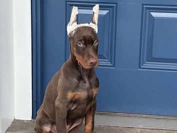 Doberman Pinscher – 13Week-Old Male Doberman Puppy – Cropped Ears & Va – McLean