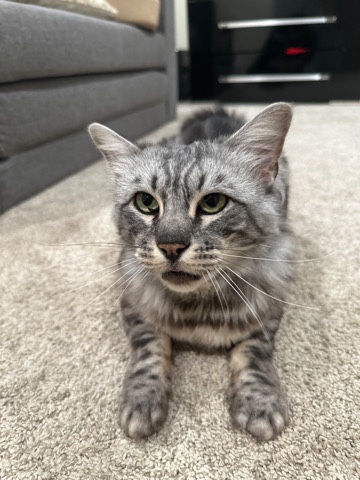 Bengal – Cashmere Bengal