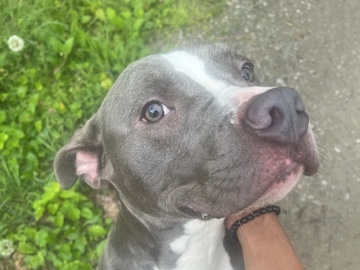 American Pit Bull Terrier – Blue the pit bull – Poughkeepsie