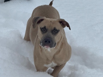 American Pit Bull Terrier – blue nose she needs a new home fast I’m moving and my new apartment can’t have dogs – Schenectady