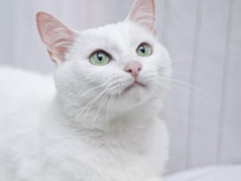 American Shorthair – Needs a good home