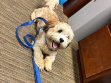 Mixed Breed – Poppa – Ambridge