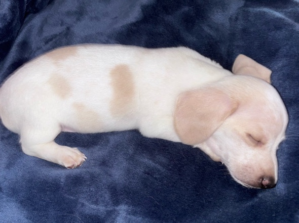 Dachshund – (Cotton Ball) Dachshund little boy – Newalla