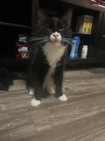 American Curl – Maverick