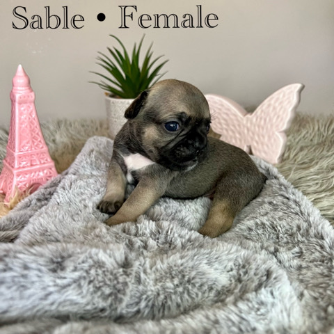 French Bulldog – Pure frenchbulldog puppies