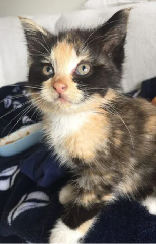 ragdoll Maine coons mix kittens