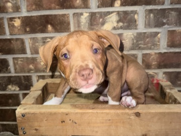 American Pit Bull Terrier – American pitbull terriers – Baytown