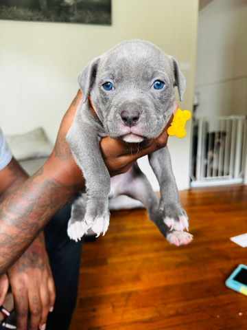 American Bulldog – standard bullies