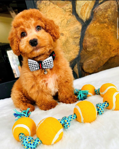 Maltese – Maltipoo