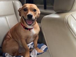 Friendly Adult Dog Available for Adoption – 3 Years Old in Orange Park – Orange Park