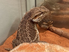 Lizard – Lizard + Tank and Accessories – Mornington