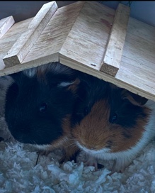 Two Adult Male Guinea Pigs. (brothers)