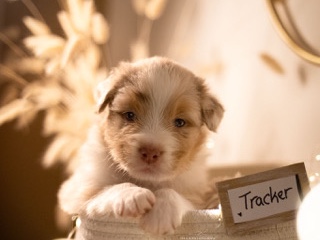 Image of Australian Shepherd