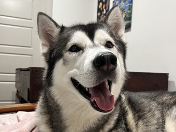 Rehome Dogs – Elon