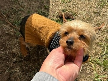 Yorkshire Terrier – Yorkie – Bloomington