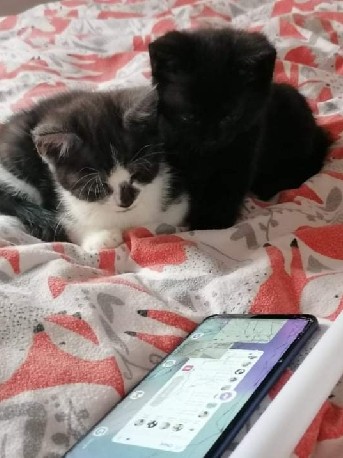6 kittens