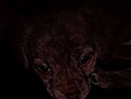 Chihuahua – Adorable Chihuahua Puppy for Sale – 6 Weeks Old in Binghamton – Binghamton