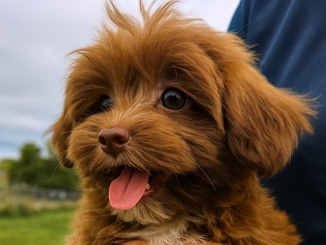 Shih Poo – Shih Poo (Shitzu * toy poodle ) – Boca Raton