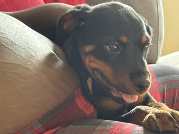 beautiful Rottweiler 