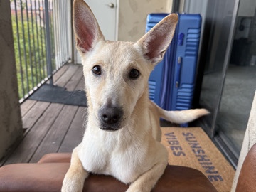 Friendly 1-Year-Old Mixed Breed Dog in San Diego – San Diego