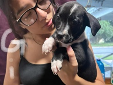 Labrador Retriever – 9 week lab/pit pups – Dannemora