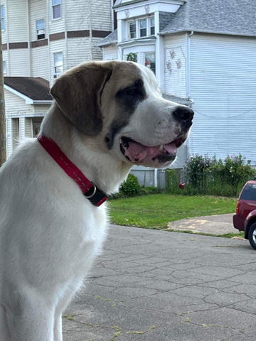 St. Bernard – 7 Month Old Saint Bernard
