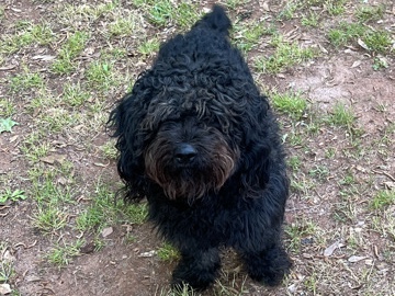 Goldendoodle – Mini Golden Doodle – New Rochelle